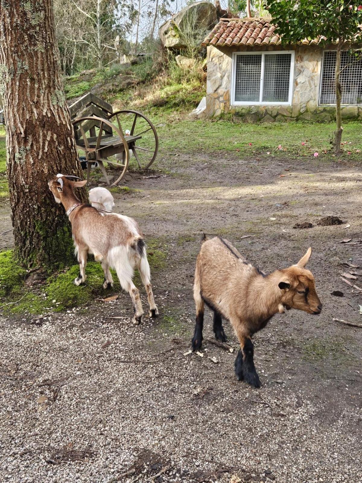 Camping Rural Ria De Arosa 2 リベイラ エクステリア 写真