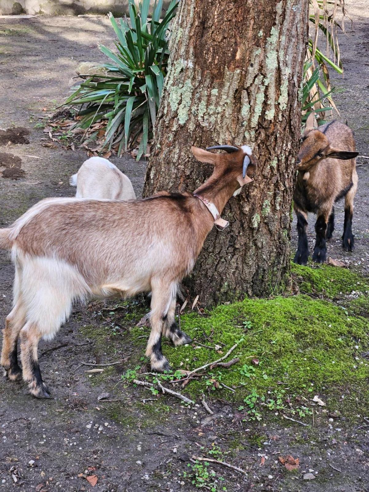 Camping Rural Ria De Arosa 2 リベイラ エクステリア 写真